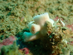 Cladopsammia eguchii