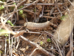 Ctenolepisma ciliatum