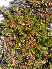 Laurembergia repens