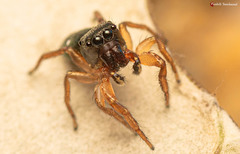 Heliophanus charlesi