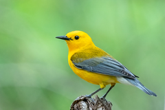 Prothonotary Warbler photo 1