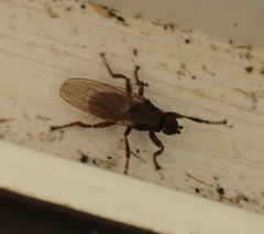Coelopa