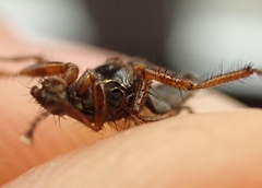 Coelopa