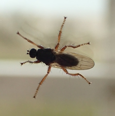 Coelopa