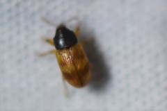 Notolomus bicolor