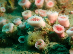 Cladopsammia eguchii