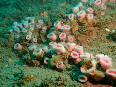 Cladopsammia eguchii