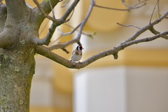 Carduelis carduelis