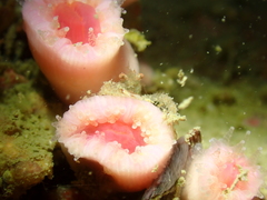 Cladopsammia eguchii