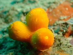 Dendrophyllia arbuscula