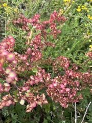 Rumex sagittatus