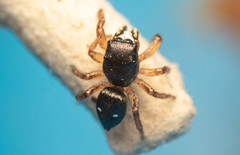 Heliophanus charlesi