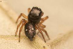 Heliophanus charlesi