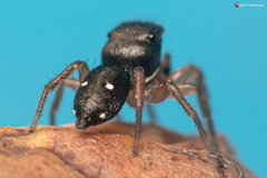 Heliophanus charlesi