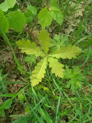 Quercus robur
