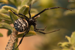 Latrodectus indistinctus