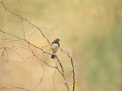 Oenanthe cypriaca