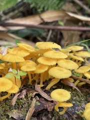 Marasmius rhyssophyllus