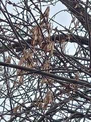 Fraxinus pennsylvanica