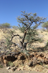 Albizia anthelmintica