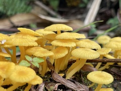 Marasmius rhyssophyllus