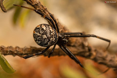Latrodectus indistinctus