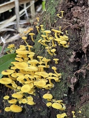 Marasmius rhyssophyllus