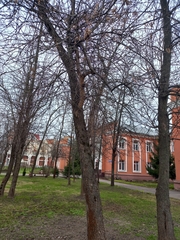 Fraxinus pennsylvanica