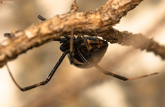 Latrodectus indistinctus
