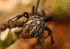 Latrodectus indistinctus