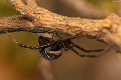 Latrodectus indistinctus