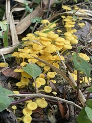 Marasmius rhyssophyllus