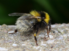 Bombus jonellus