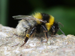 Bombus jonellus
