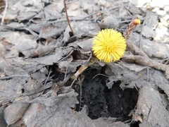 Tussilago