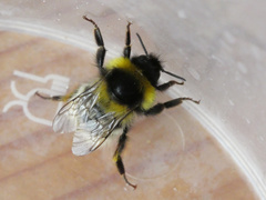 Bombus jonellus