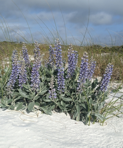 Lupinus westianus