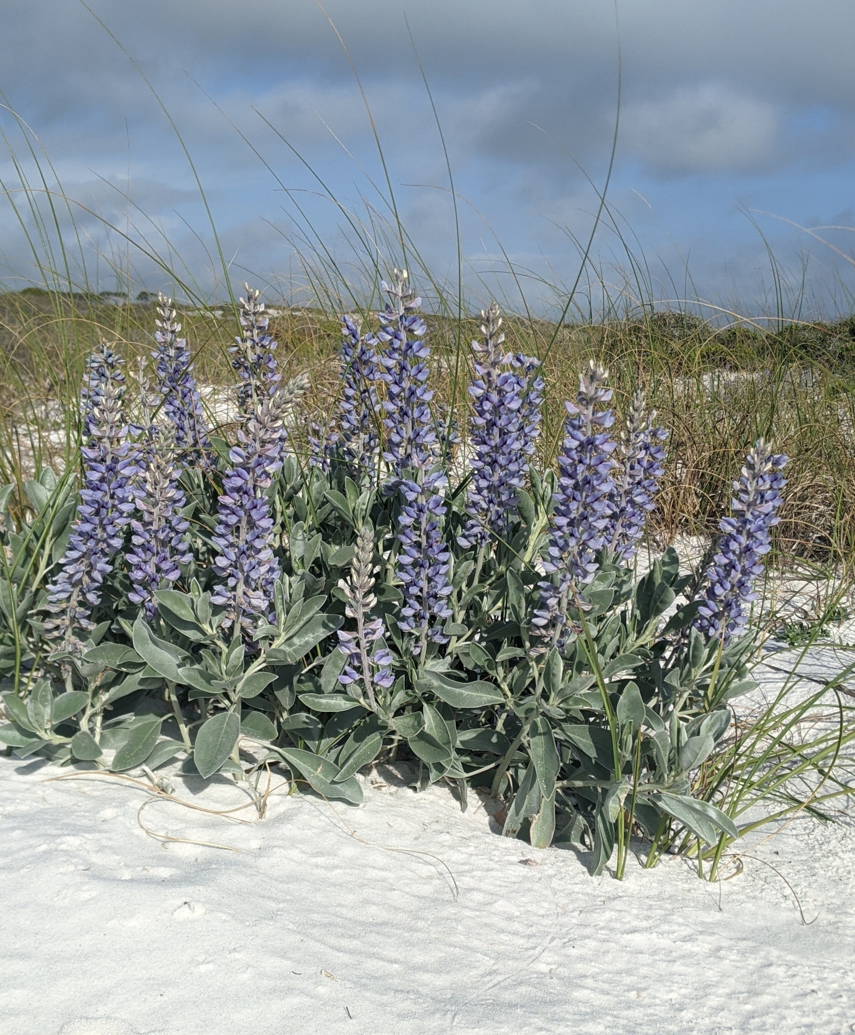 Lupinus westianus