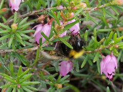 Bombus jonellus