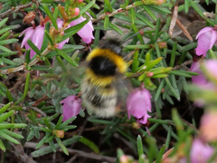 Bombus jonellus