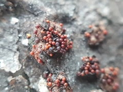 Dialonectria magnusiana