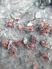 Dialonectria magnusiana