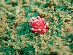 Okenia hiroi