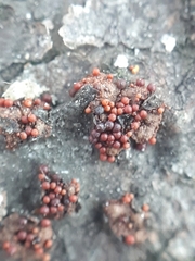 Dialonectria magnusiana