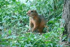 Urocitellus undulatus