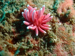 Okenia hiroi