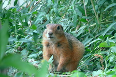 Urocitellus undulatus