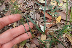 Secamone filiformis