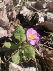Primula × pruhonicensis