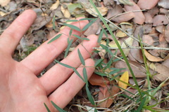 Secamone filiformis